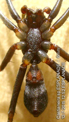 Ventral View of Castianeira sp ESPLANADE