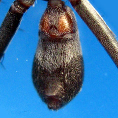 Ventral View of Opisthosoma (abdomen)