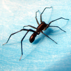 Lateral view of Castianeira sp ESPLANADE