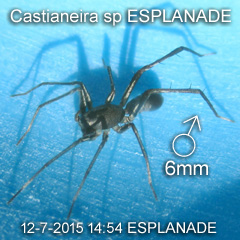 Castianeira sp ESPLANADE