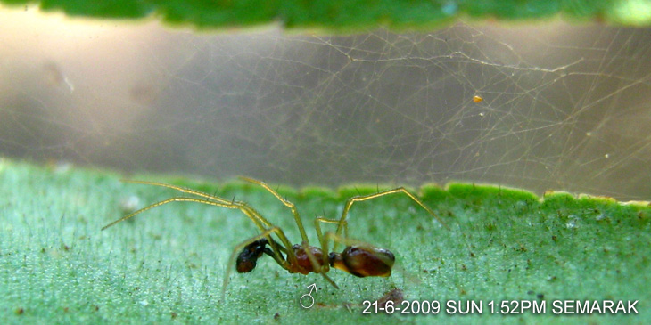 Serendib sp SEMARAK