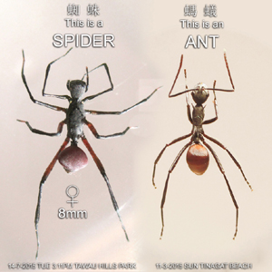 Spiders of Borneo