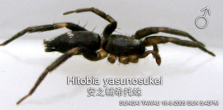 Species : Hitobia sp SG TAWAU
