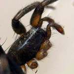 male Hitobia sp SG TAWAU