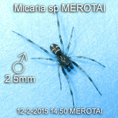 Micaria sp MEROTAI