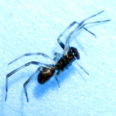 Lateral view of Micaria sp MEROTAI