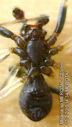 Ventral View of Micaria sp MEROTAI