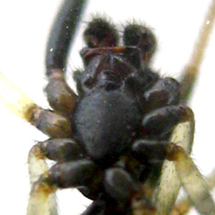 Ventral View of Prosoma (cephalothorax)