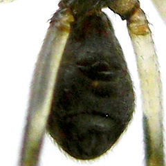 Ventral View of Opisthosoma (abdomen)