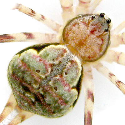 Hersilia GERGASSI