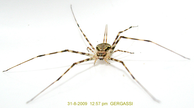 Hersilia GERGASSI