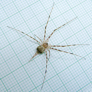 Hersilia GERGASSI