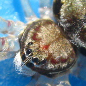 Hersilia deelemanae