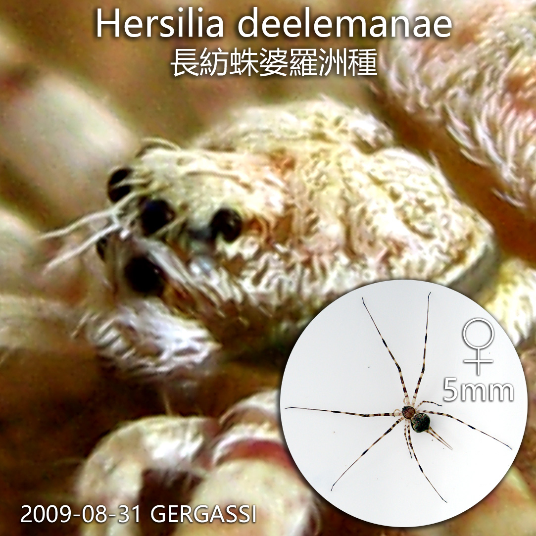Hersilia deelemanae 長紡蛛婆羅洲種