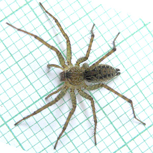 Hippasa holmerae