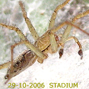 Hippasa holmerae