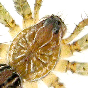 Hippasa holmerae