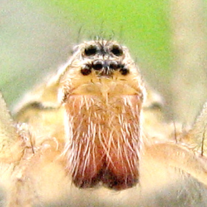 Hippasa holmerae