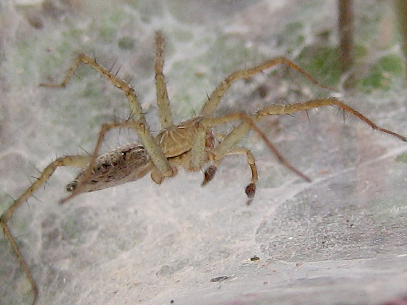 Hippasa holmerae
