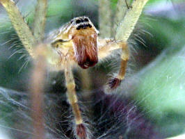 Hippasa holmerae