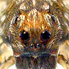 Pardosa astrigera Female