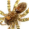 Pardosa astrigera Female