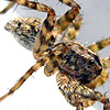 Pardosa birmanica Male