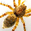 Pardosa birmanica Male