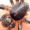 Genus Pardosa unidentified Male from MEROTAI