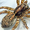 Pardosa sp MEROTAI XL