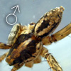Pardosa sp MEROTAI XL
