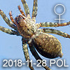 Pardosa sp POLUMPUNG 豹蛛新種於婆羅洲島