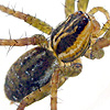 Pardosa pusiola Female