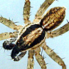 Pardosa pusiola Male