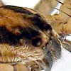 Pardosa pusiola Male