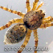Pardosa birmanica