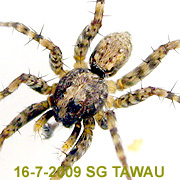 Pardosa laura Karsch