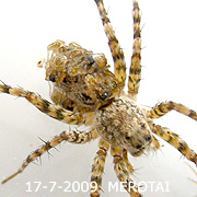 Pardosa laura Karsch
