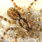 Pond Wolf Spider
