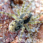 Pardosa astrigera