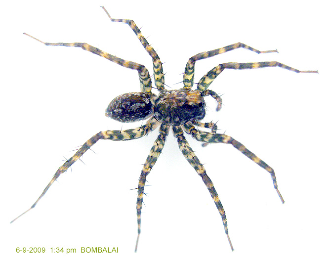 Pardosa sumatrana