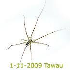 Lycosidae TAWAU new species