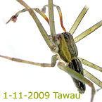 Lycosidae TAWAU new species