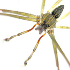Lycosidae TAWAU new species
