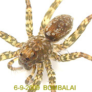 Pardosa astrigera
