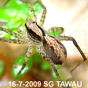 Pardosa laura Karsch