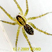 Pond Wolf Spider