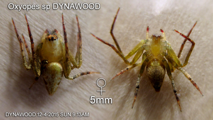 Species : Oxyopes sp DYNAWOOD