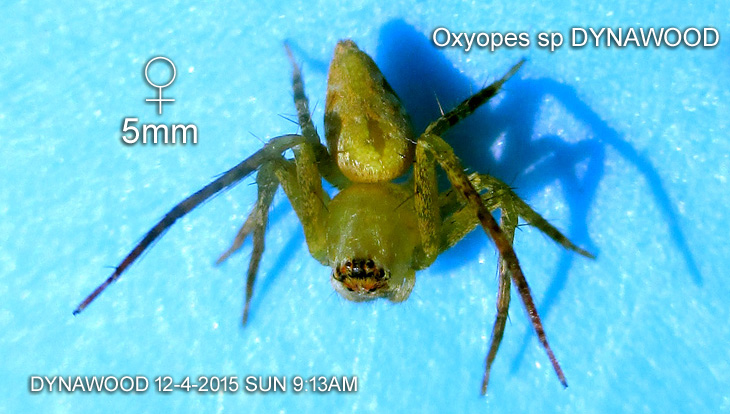 Species : Oxyopes sp DYNAWOOD