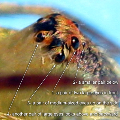 The eight eyes of Oxyopes sp DYNAWOOD